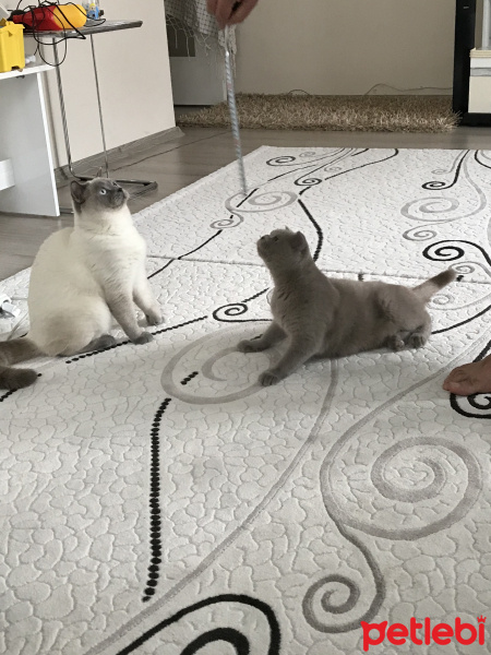 Scottish Fold, Kedi  Duman fotoğrafı