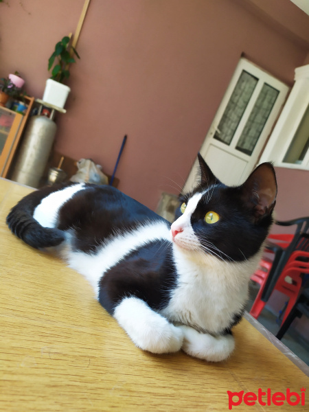 Tuxedo (Smokin) Kedi, Kedi  Minnie fotoğrafı