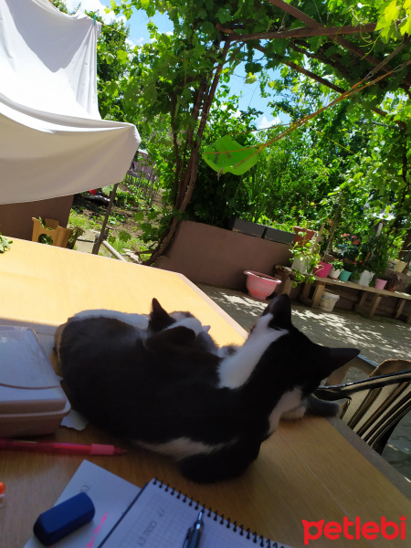 Tuxedo (Smokin) Kedi, Kedi  Minnie fotoğrafı