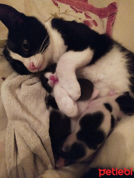 Tuxedo (Smokin) Kedi, Kedi  Minnie fotoğrafı