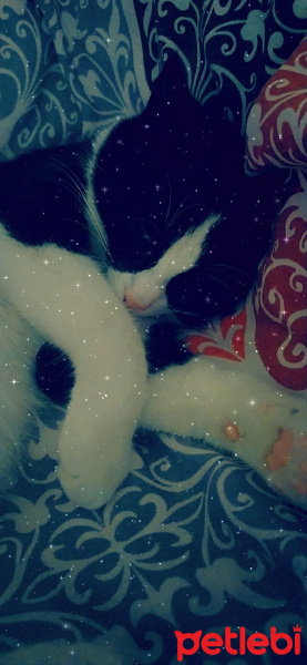 Tuxedo (Smokin) Kedi, Kedi  Minnie fotoğrafı