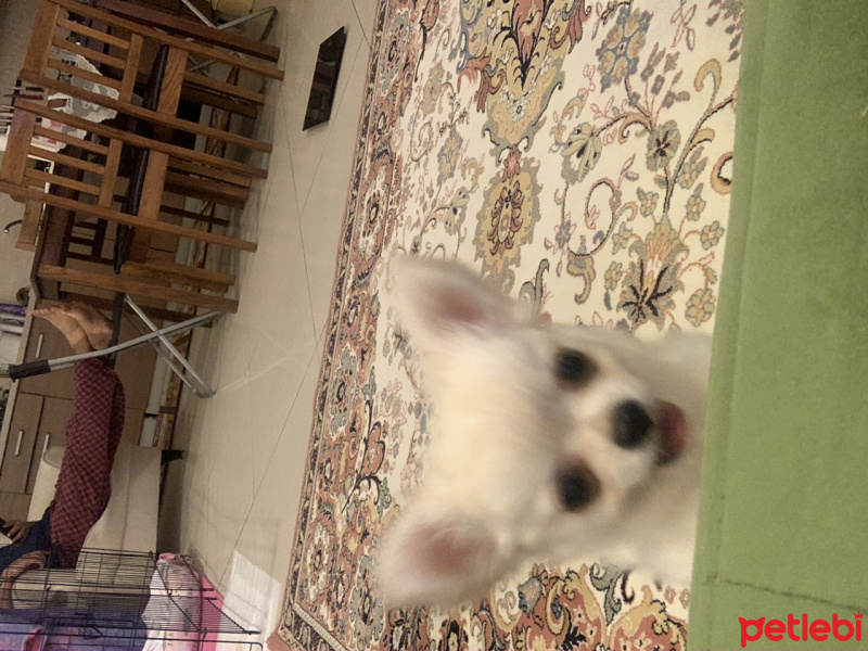 Chihuahua, Köpek  Tyson fotoğrafı