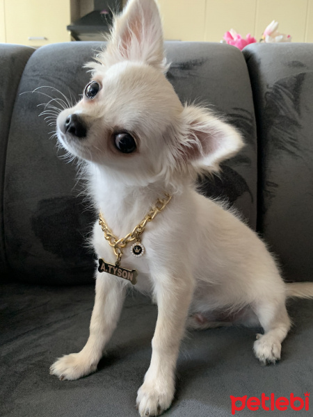 Chihuahua, Köpek  Tyson fotoğrafı