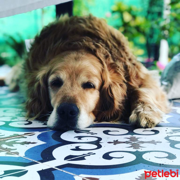 Golden Retriever, Köpek  Tarçın fotoğrafı