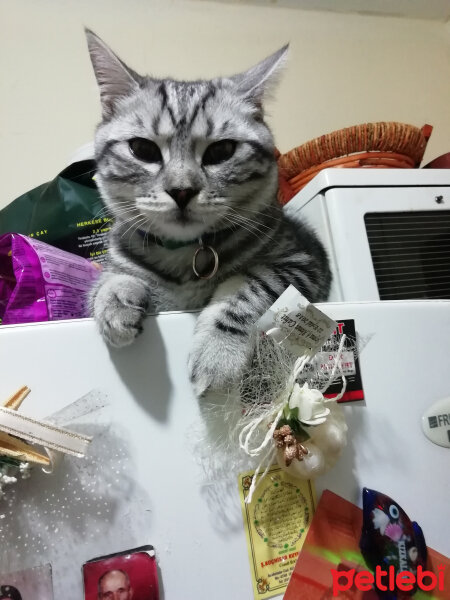 Scottish Fold, Kedi  ceku fotoğrafı