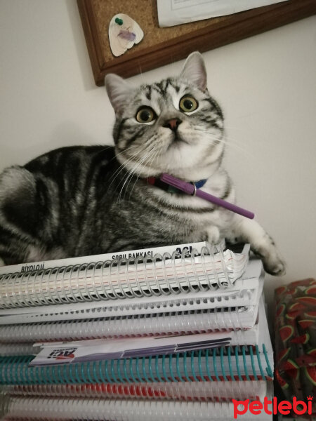 Scottish Fold, Kedi  ceku fotoğrafı