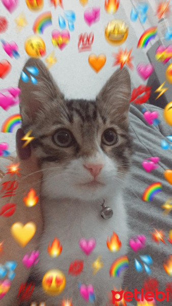 Tekir Kedi, Kedi  Roka fotoğrafı