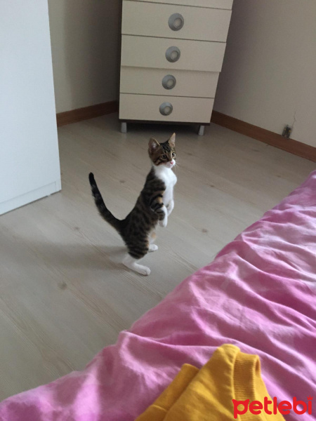 Tekir Kedi, Kedi  Roka fotoğrafı