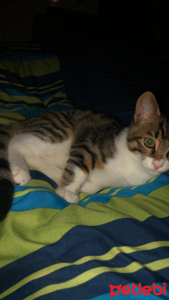 Tekir Kedi, Kedi  Roka fotoğrafı