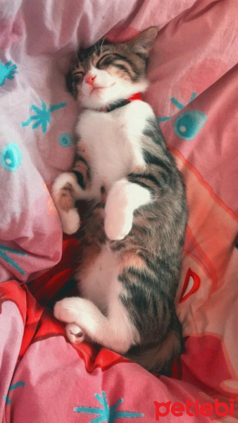 Tekir Kedi, Kedi  Roka fotoğrafı