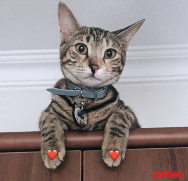 Tekir Kedi, Kedi  Mia fotoğrafı