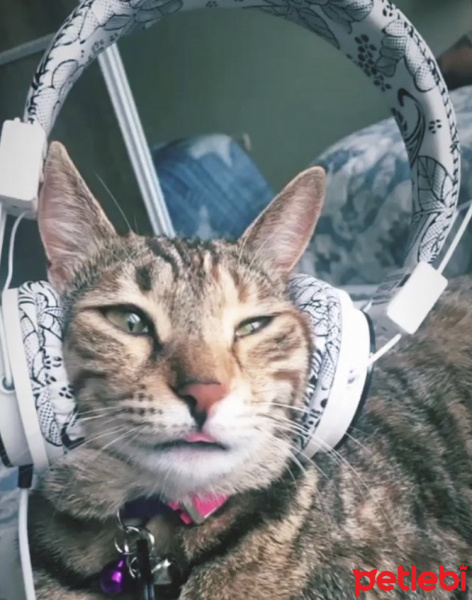Tekir Kedi, Kedi  Mia fotoğrafı