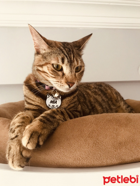 Tekir Kedi, Kedi  Mia fotoğrafı