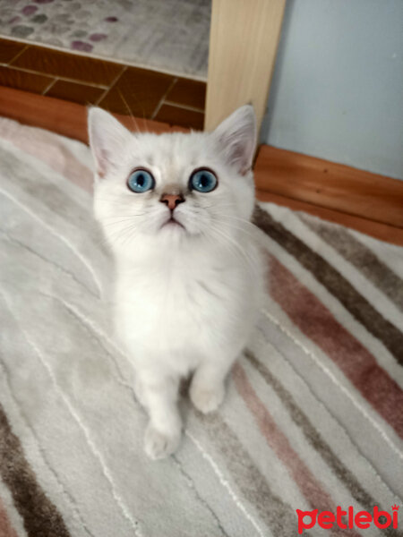 British Shorthair, Kedi  Poncik fotoğrafı