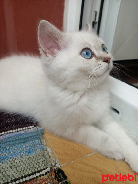 British Shorthair, Kedi  Poncik fotoğrafı