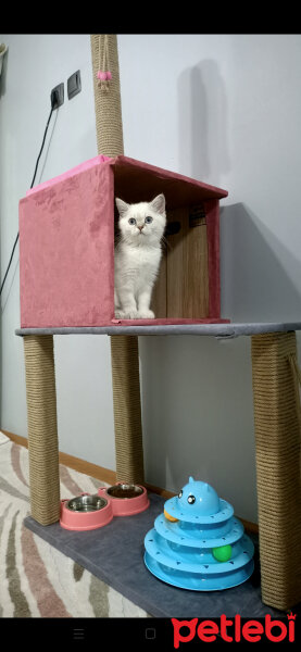 British Shorthair, Kedi  Poncik fotoğrafı