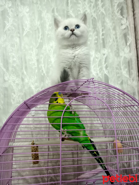 British Shorthair, Kedi  Poncik fotoğrafı