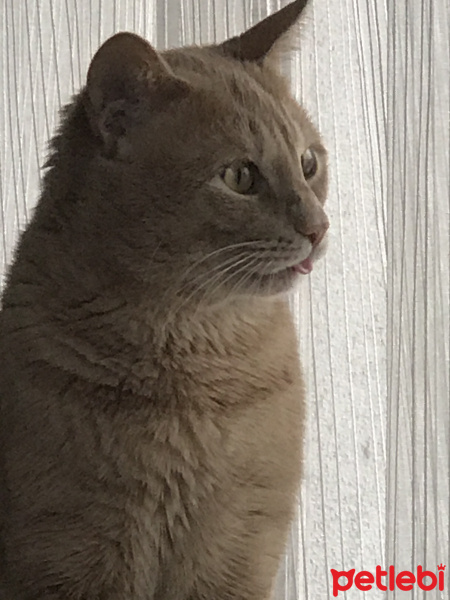 Sarman, Kedi  Gofret fotoğrafı