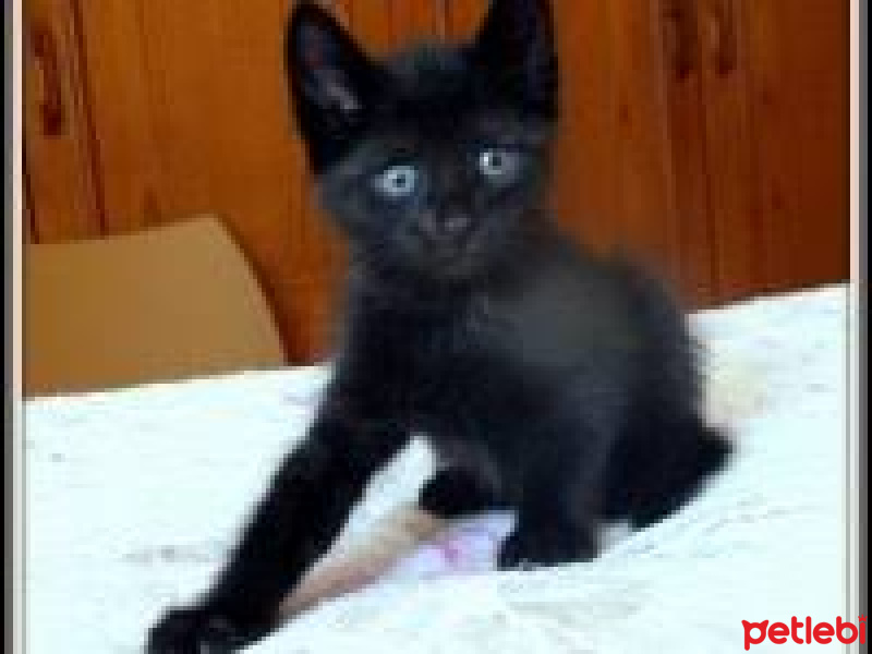 Tekir Kedi, Kedi  Gece fotoğrafı
