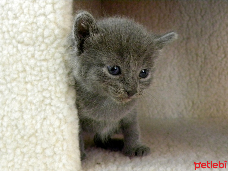 Tekir Kedi, Kedi  Gündüz fotoğrafı