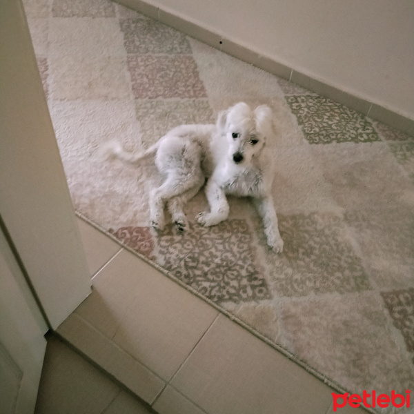 Maltese, Köpek  Maya fotoğrafı