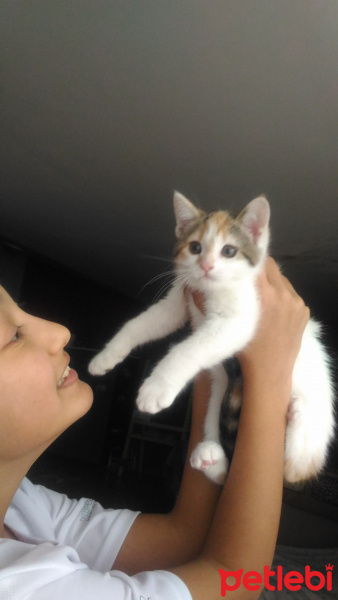Tekir Kedi, Kedi  Boncuk fotoğrafı
