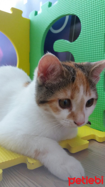 Tekir Kedi, Kedi  Boncuk fotoğrafı