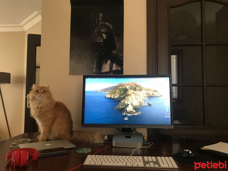 Tekir Kedi, Kedi  Limon fotoğrafı