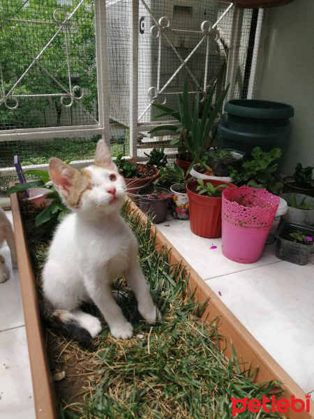 Tekir Kedi, Kedi  Çilek fotoğrafı