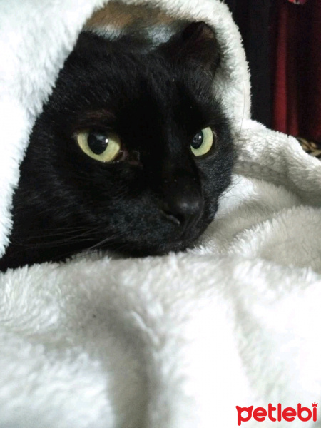 Bombay, Kedi  GECE fotoğrafı