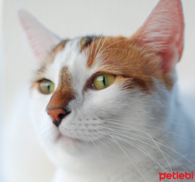 Tekir Kedi, Kedi  Kiraz fotoğrafı