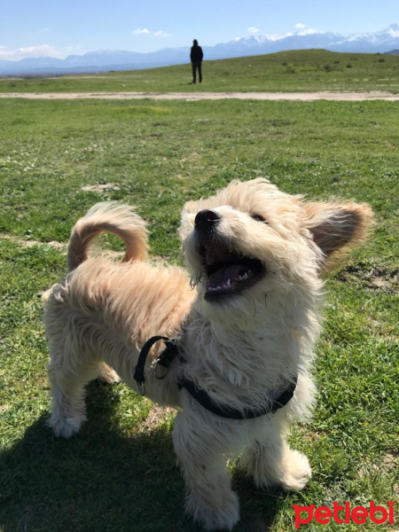 Airedale Terrier, Köpek  Lykos fotoğrafı