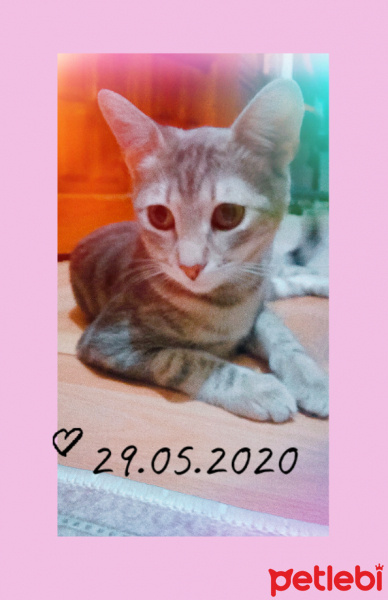 Ankara Kedisi, Kedi  Şımarık fotoğrafı