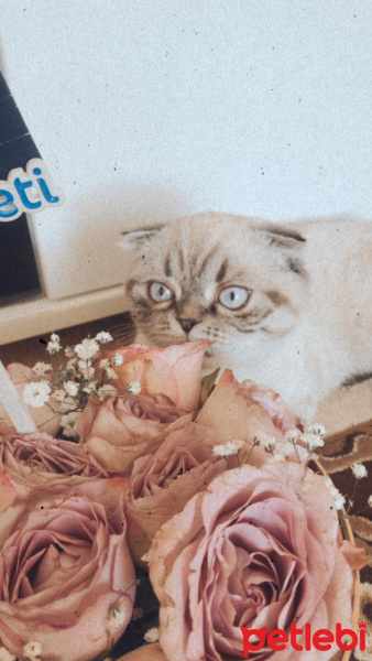 Scottish Fold, Kedi  LİNDA fotoğrafı