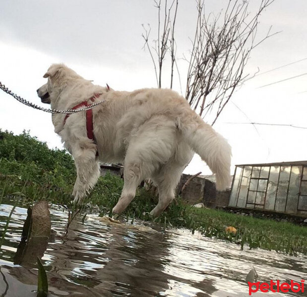 Golden Retriever, Köpek  sezar fotoğrafı