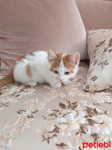 Tekir Kedi, Kedi  Simba fotoğrafı