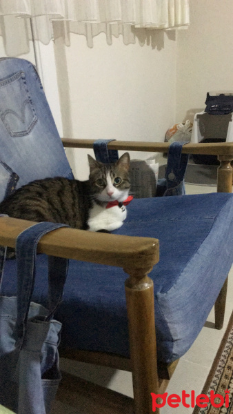 Tekir Kedi, Kedi  Patiş fotoğrafı