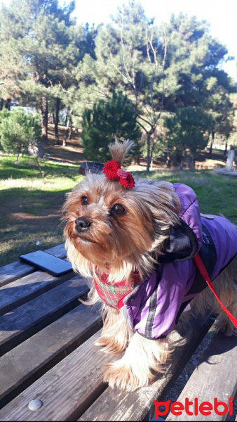 Yorkshire Terrier, Köpek  Tarçın fotoğrafı