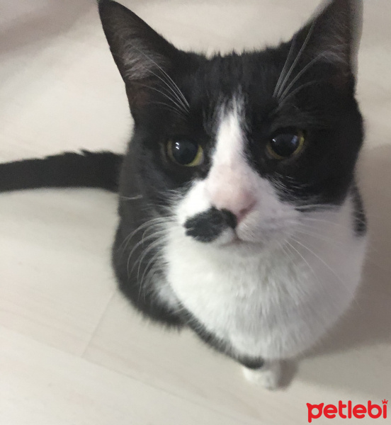 Tuxedo (Smokin) Kedi, Kedi  Calemity fotoğrafı