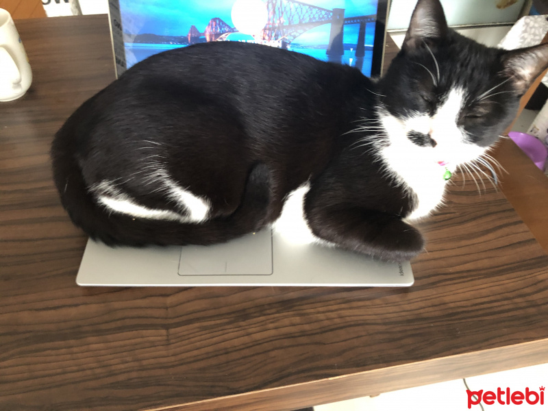 Tuxedo (Smokin) Kedi, Kedi  Calemity fotoğrafı