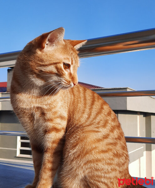 Sarman, Kedi  Tarçın fotoğrafı