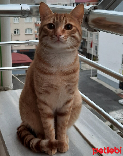 Sarman, Kedi  Tarçın fotoğrafı