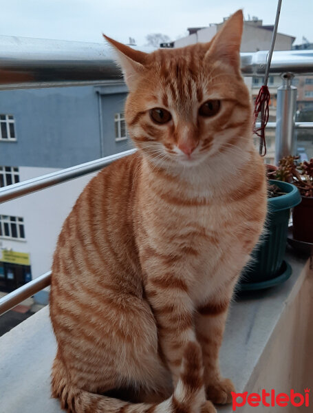 Sarman, Kedi  Tarçın fotoğrafı