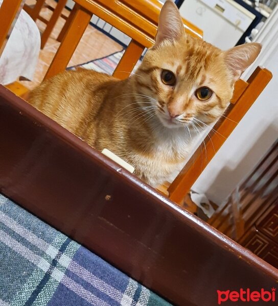 Sarman, Kedi  Tarçın fotoğrafı