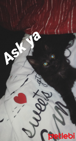 Tekir Kedi, Kedi  Leo fotoğrafı