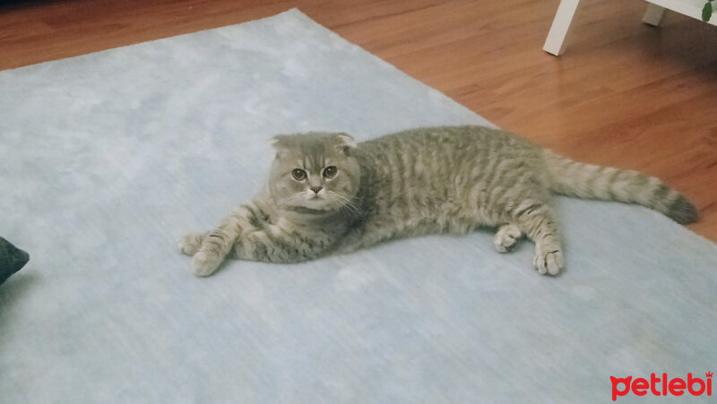 Scottish Fold, Kedi  Rodi fotoğrafı