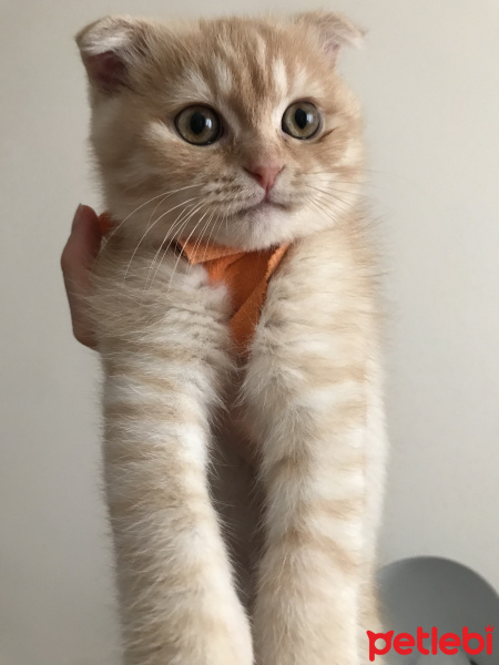 Scottish Fold, Kedi  Murphy fotoğrafı