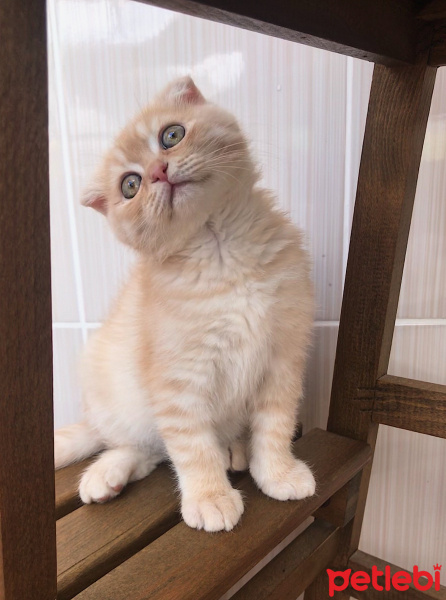 Scottish Fold, Kedi  Murphy fotoğrafı
