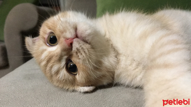 Scottish Fold, Kedi  Murphy fotoğrafı