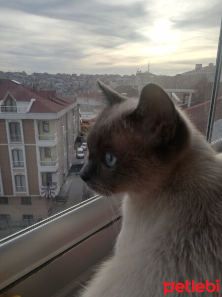 Siyam Kedisi, Kedi  Paprika fotoğrafı